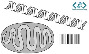 DNA barcoding روشی برای شناسایی ارگانیسم ها