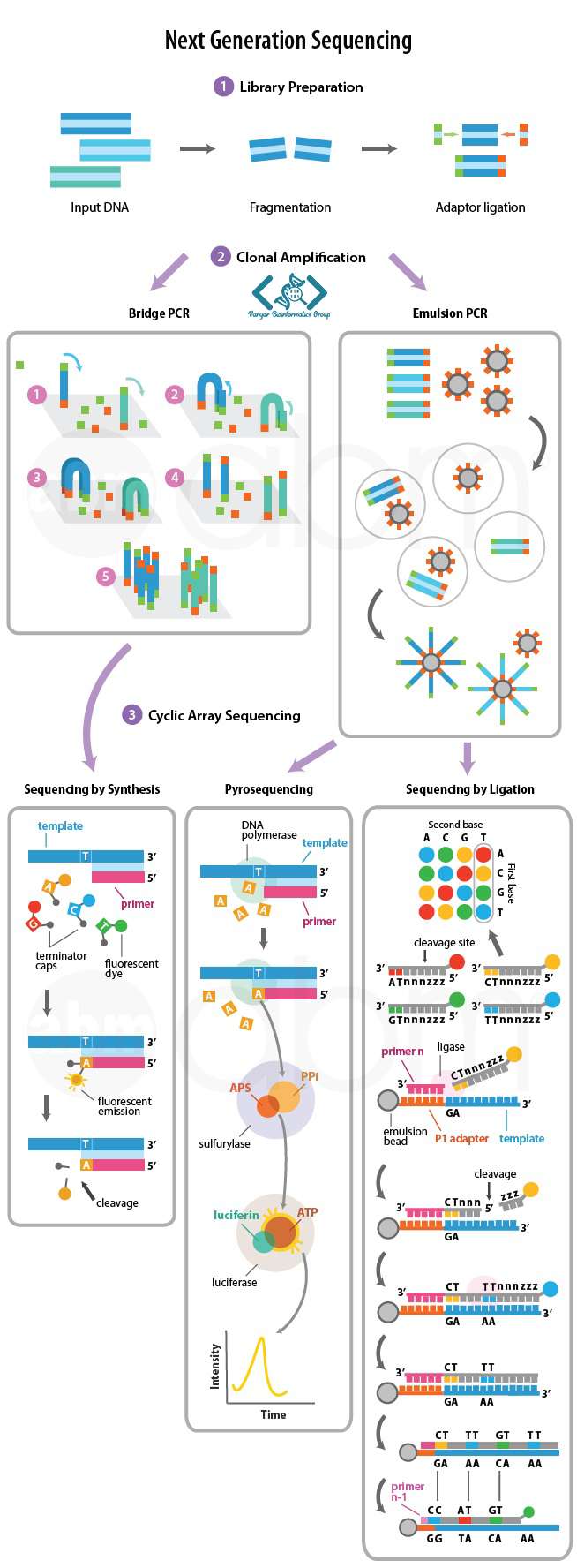 مراحل NGS برای DNA