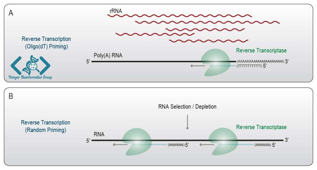 رونوشت برداری معکوس از RNA