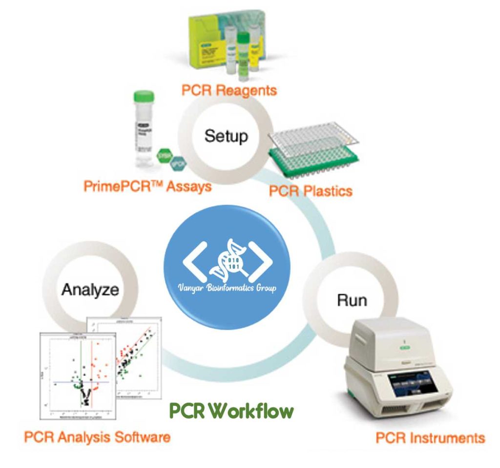مراحل PCR در پروژه ها