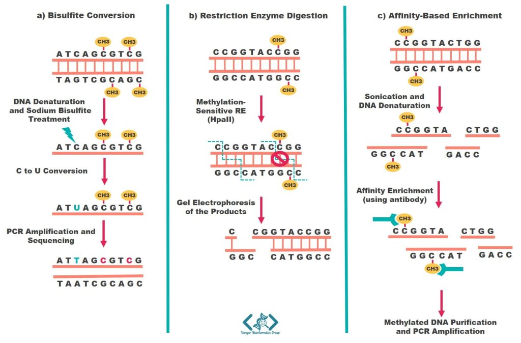 اساس روشهای بررسی الگوی متیلاسیون DNA
