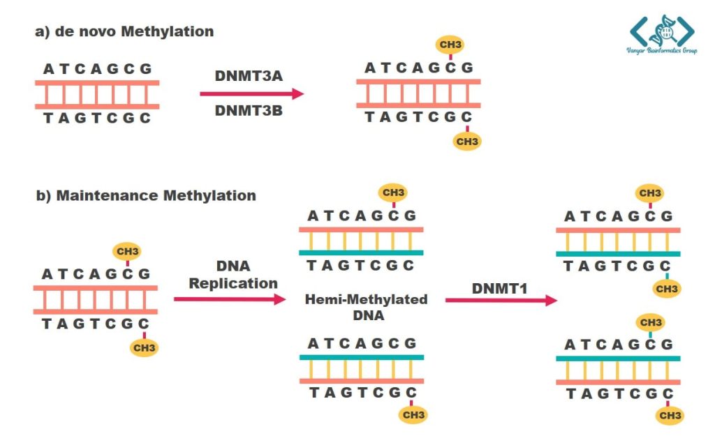 در این تصویر، دو مکانیسم اساسی متیله شدن DNA را در یوکاریوتها میبینید.