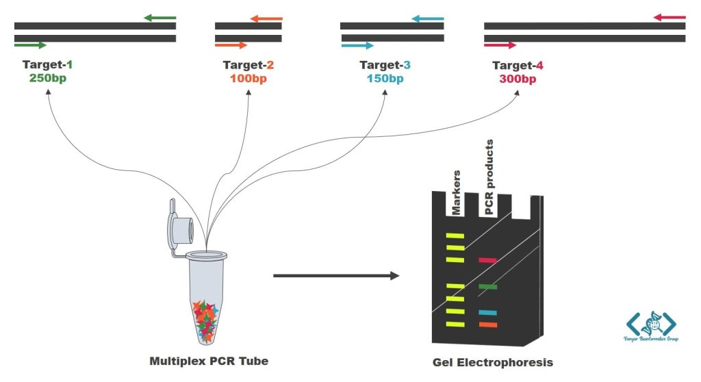 تصویر شماتیک Multiplex PCR و تشخیص محصولات آن با تکنیک الکتروفورز ژل