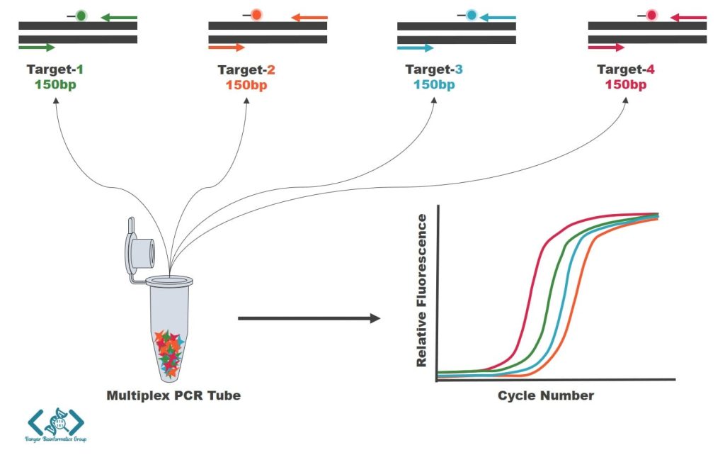 تصویر شماتیک Real-time Multiplex PCR و تشخیص محصولات آن با استفاده از پروبهای اختصاصی