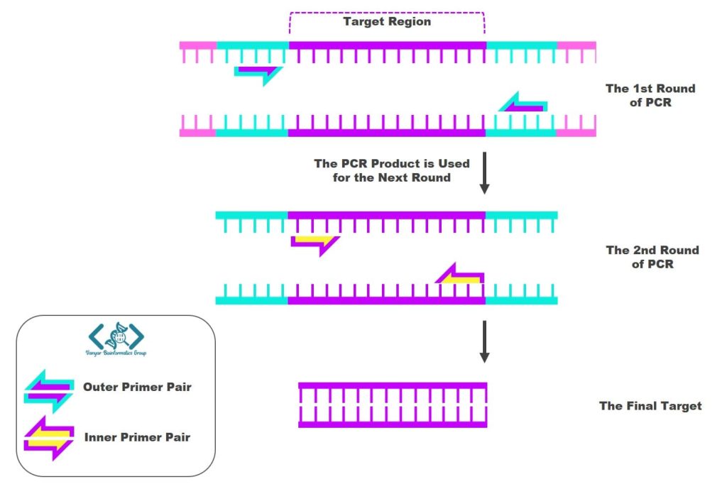 اصول طراحی پرایمر برای تکنیک Nested PCR یا پی سی آر تودرتو