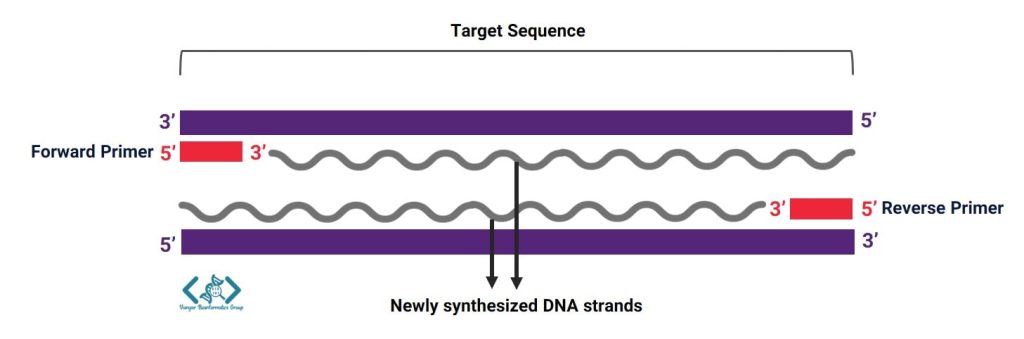 طراحی پرایمر Forward و Reverse در دو انتهای DNA هدف