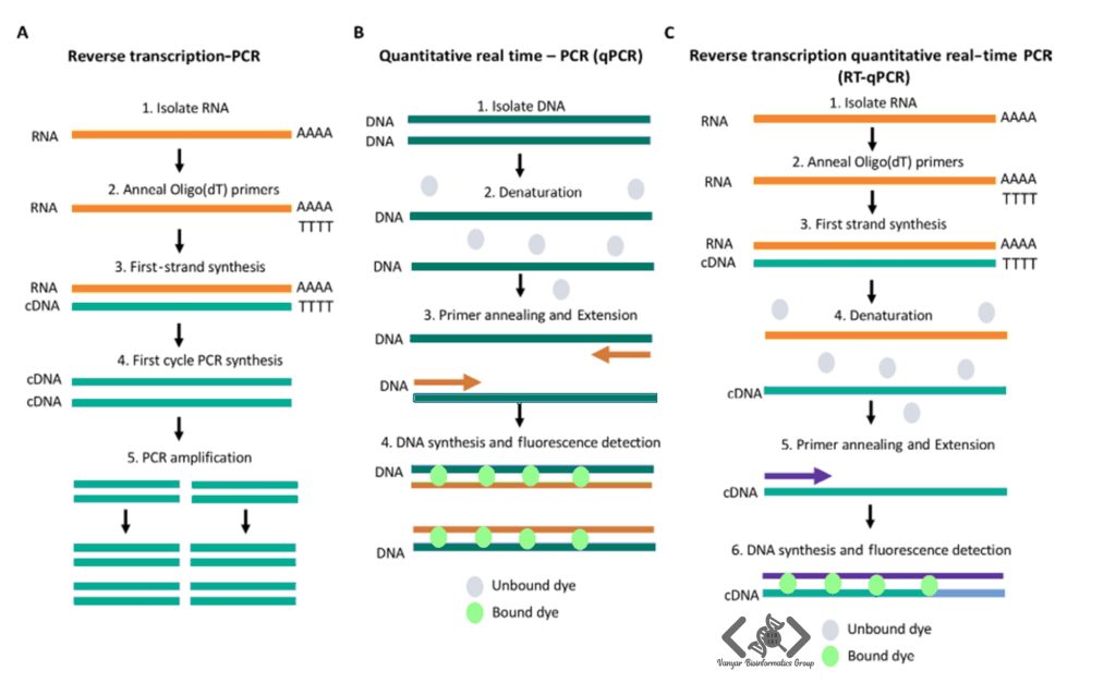افتراق تکنیکهای RT-PCR | qPCR | RT-qPCR
