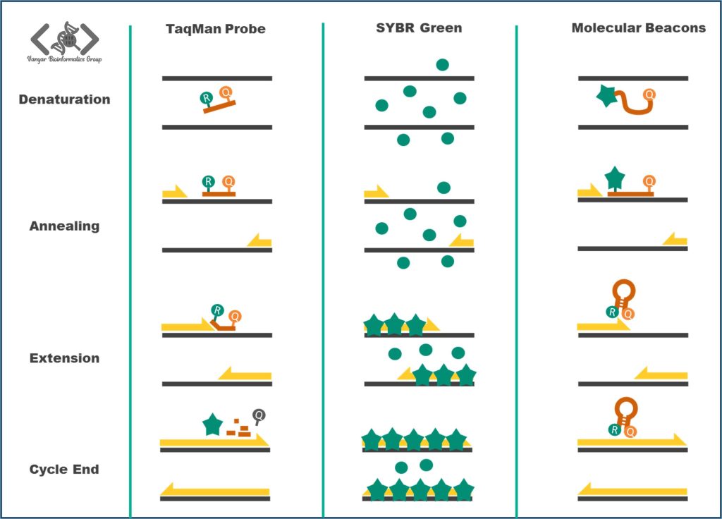 روشهای تشخیص در Real-Time PCR شامل Taqman probe - SYBR green - Molecular Beacons