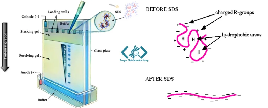 SDS PAGE