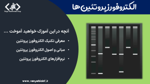 آموزش الکتروفورز پروتئین‌ها