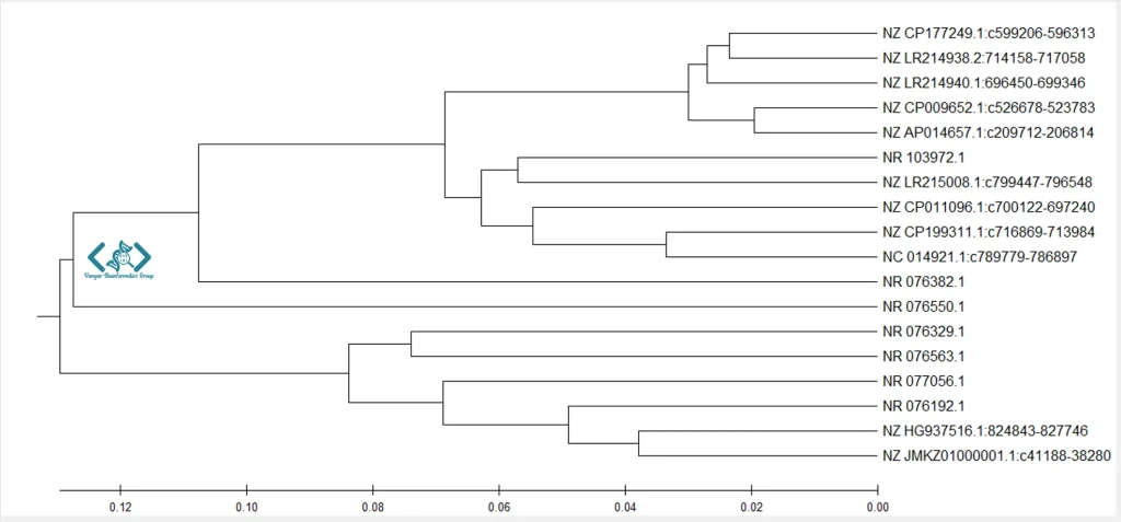 Phylogenetic tree MEGA