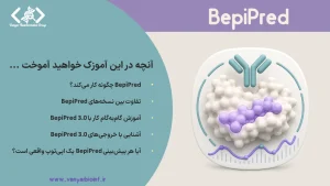 اینفوگرافیک آموزش BepiPred 3.0 برای پیش‌بینی اپی‌توپ‌های سلول B، نحوه عملکرد ابزار، تفسیر خروجی‌ها و انتخاب اپی‌توپ مناسب