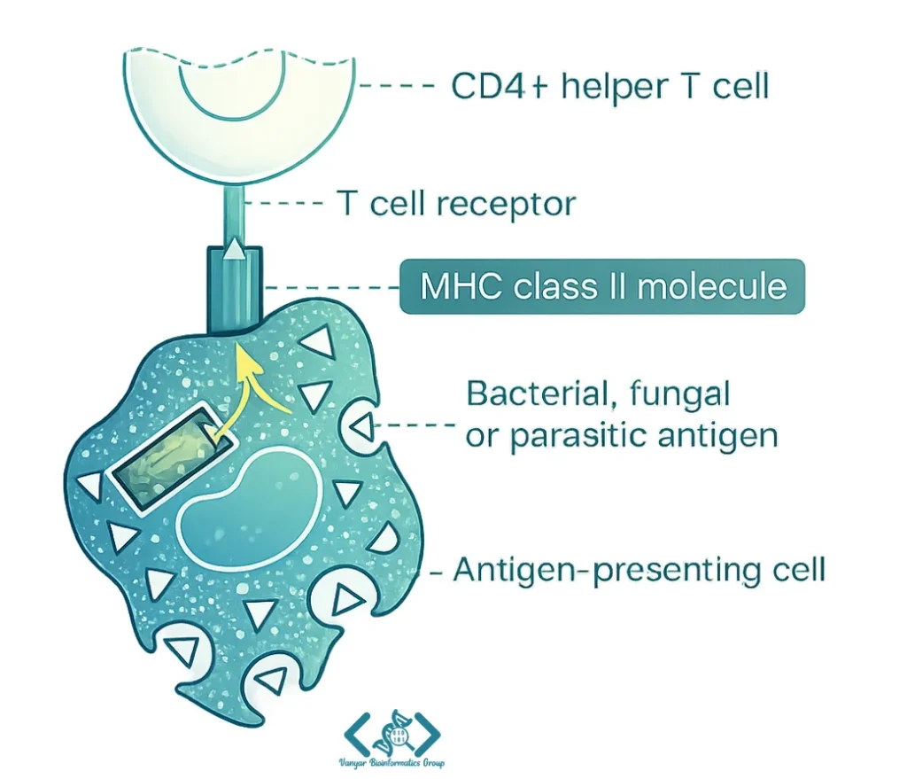 MHC class II روی سطح APCs، پپتیدهای آنتیژنی به سلولهای T کمکی (CD4+ T cells) ارائه میدهند.