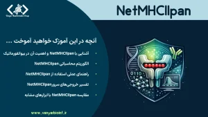 آموزش ابزار ایمونوانفورماتیکی NetMHCIIpan برای بررسی احتمال اتصال پپتیدها به مولکول‌های MHC کلاس II و ارائه طبیعی آن‌ها